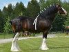 stallion Lucebay Parnell's Perfection (Clydesdale, 2000, from Millisle Perfection)