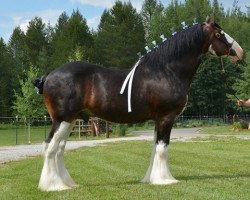 stallion Lucebay Parnell's Perfection (Clydesdale, 2000, from Millisle Perfection)