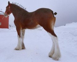 broodmare Belleau W.S. Pamela's Punk (Clydesdale, 2012, from Priest Lake Perfection)