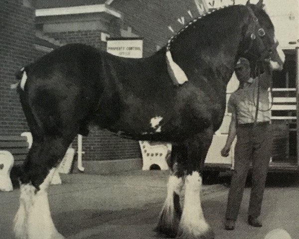 Deckhengst Belleau Murray (Clydesdale, 1983, von Belleau Lisa's Lad)