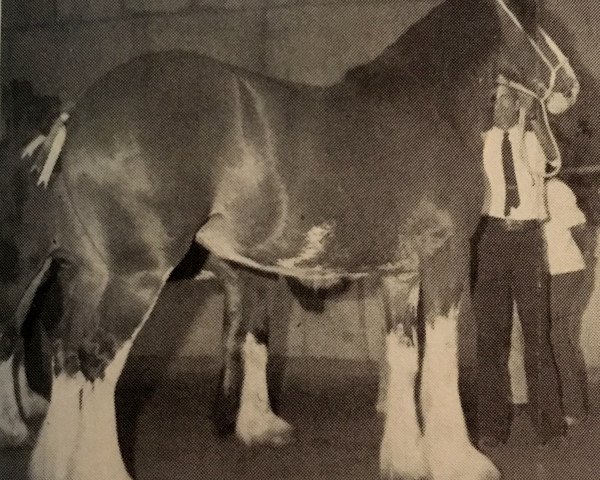 Zuchtstute Belleau Miss Ellie (Clydesdale, 1984, von Benedictine Excellence)