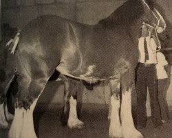 broodmare Belleau Miss Ellie (Clydesdale, 1984, from Benedictine Excellence)