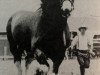 broodmare Belleau Marge (Clydesdale, 1984, from Bardrill Refiner)