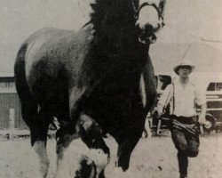 Zuchtstute Belleau Marge (Clydesdale, 1984, von Bardrill Refiner)