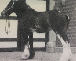 broodmare Belleau Marcie (Clydesdale, 1981, from Cumbria Security)