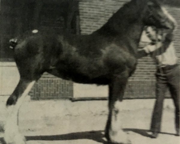 Zuchtstute Belleau Kay (Clydesdale, 1986, von Glencoe Duke)