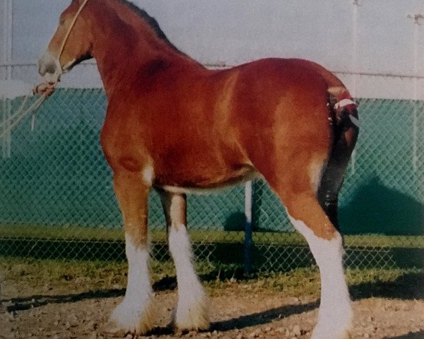 broodmare Belleau Jewel (Clydesdale, 1986, from T.H.V. Hexy)