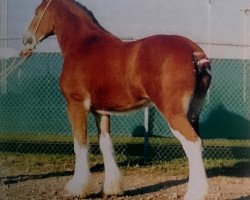 Zuchtstute Belleau Jewel (Clydesdale, 1986, von T.H.V. Hexy)