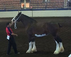 Zuchtstute Belleau G.F. Mikayla (Clydesdale, 2009, von Glenbuchat)