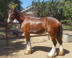 broodmare Belleau G.F. Kristen (Clydesdale, 2006, from Thistle Ridge Avalanche)