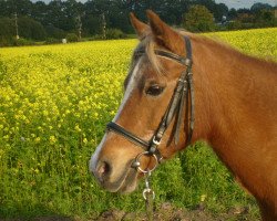 broodmare Nostalgie (German Riding Pony, 1985, from Nansen)