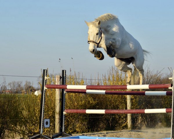 broodmare Tayla (Holsteiner, 2003, from Colman)