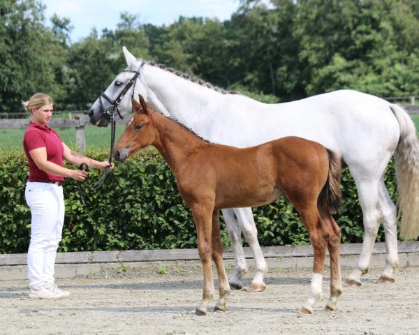 jumper Kalexor J (German Sport Horse, 2019, from Kasanova de La Pomme)