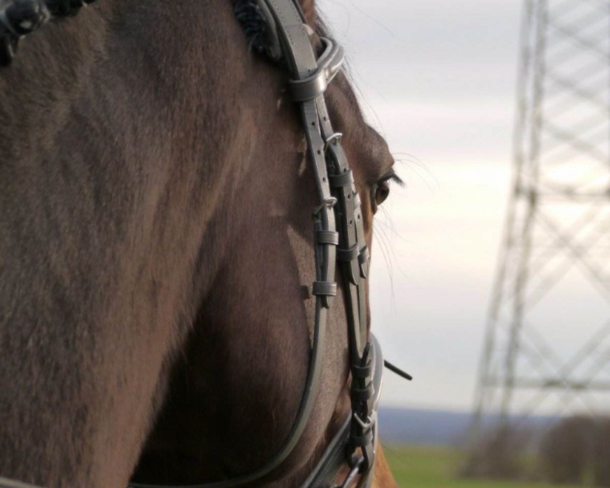 Dressurpferd La Vie Est Belle T (Westfale, 2010, von Lohengrin T)