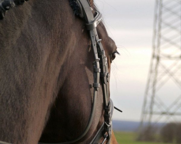 dressage horse La Vie Est Belle T (Westphalian, 2010, from Lohengrin T)