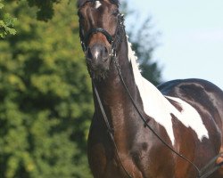 stallion Excalibur for ever (Pinto / Hunter, 2000, from Excalibur)