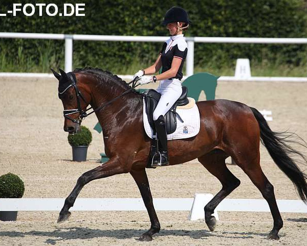broodmare High Heels 4 (Oldenburg, 2013, from Damon Hill)