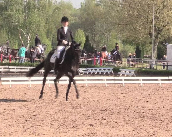 Reitturnier Hamm-Rhynern 2016