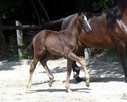 dressage horse Fohlen (Oldenburg, 2018, from Damon Hill)