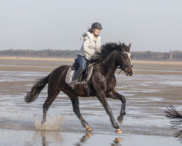 dressage horse Petit Rock my Life (German Riding Pony, 2015, from Proud Rocketti)