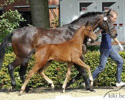 broodmare Highness (Oldenburg, 2002, from Roadster)