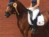 dressage horse Clooney 120 (German Riding Pony, 2014, from Kastanienhof Cockney Cracker)