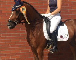 dressage horse Clooney 120 (German Riding Pony, 2014, from Kastanienhof Cockney Cracker)