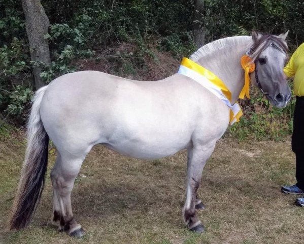 broodmare Kelly (Fjord Horse, 2002, from Orkus)