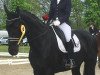 dressage horse Donna Medici 2 (Hanoverian, 2011, from Don Frederico)