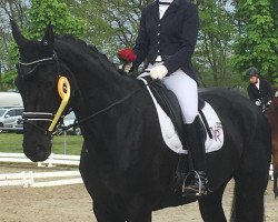 dressage horse Donna Medici 2 (Hanoverian, 2011, from Don Frederico)