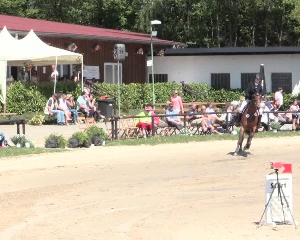 Reitturnier Halver 2016