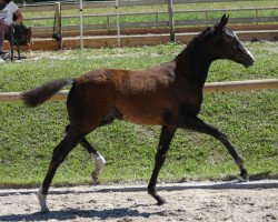 broodmare Fürstenlady SA (Austrian Warmblood, 2019, from Fürsten-Look)