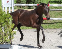 stallion Märchenprinz SA (Austrian Warmblood, 2019, from Morricone)