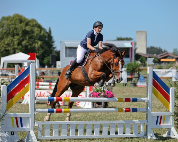 jumper Totoche des Dannes (Selle Français, 2007, from Totoche du Banney)