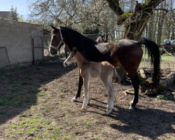 broodmare Die freche Biene (German Warmblood, 2012, from Domherr)