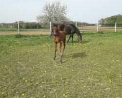 jumper Chaccosito (Holsteiner, 2019, from Tannenhof's Chacco Chacco)