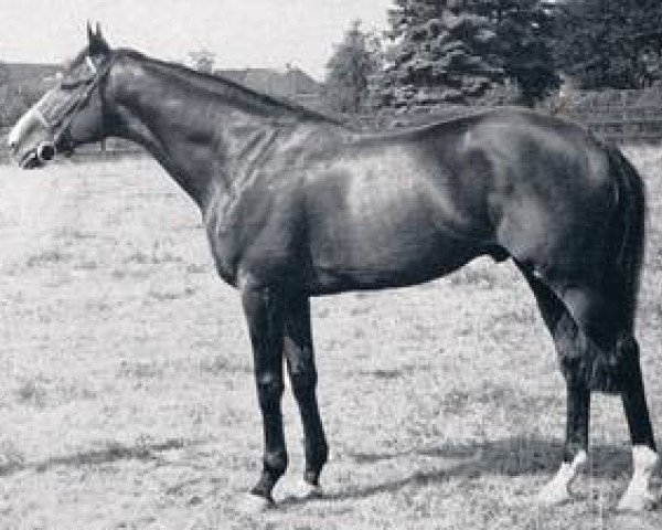 stallion Utrillo xx (Thoroughbred, 1954, from Orator xx)