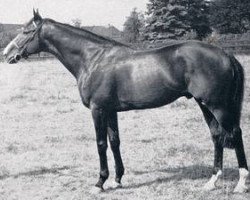 stallion Utrillo xx (Thoroughbred, 1954, from Orator xx)