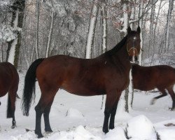 Zuchtstute Godiva des Baumes CH (Schweizer Warmblut, 1999, von Wandango)