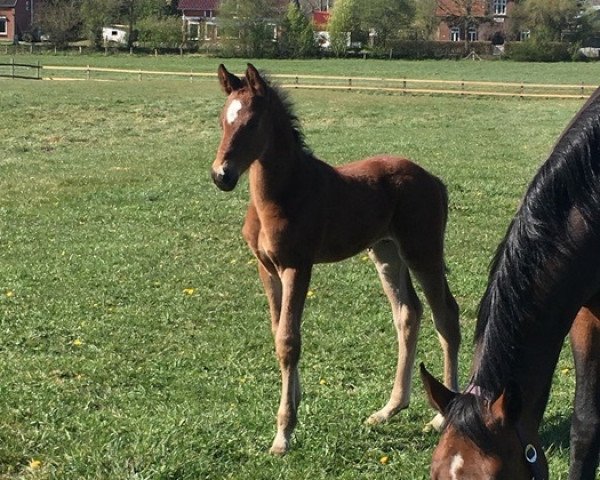 Springpferd Visby (Hannoveraner, 2020, von Viscerado)