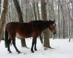 Zuchtstute Diam's de Quintin (Selle Français, 1991, von Le Tot de Semilly)