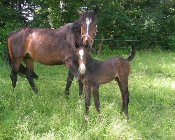 Springpferd Uragan des Baumes CH (Schweizer Warmblut, 2013, von Corassini von Gurbrü)