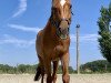 broodmare Babsi du Rouet (Westphalian, 2013, from Rahmannshof's Bamiro)