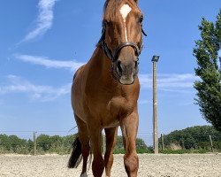 broodmare Babsi du Rouet (Westphalian, 2013, from Rahmannshof's Bamiro)