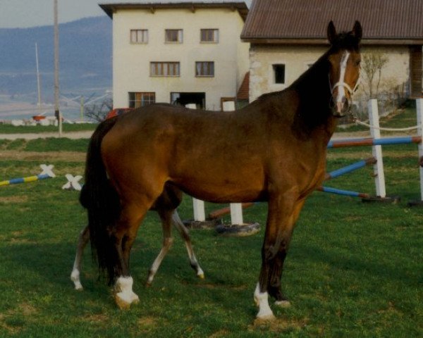 broodmare Erna des Baumes (KWPN (Royal Dutch Sporthorse), 1986, from Zeoliet)