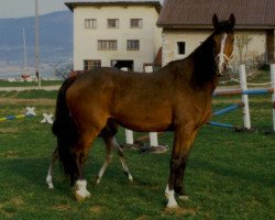 Zuchtstute Erna des Baumes (KWPN (Niederländisches Warmblut), 1986, von Zeoliet)