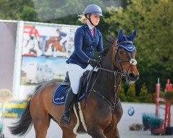 jumper Perix (Hanoverian, 2012, from Perigueux)