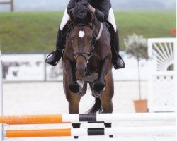 Springpferd Quick des Baumes CH (Schweizer Warmblut, 2009, von Landjuweel St Hubert)