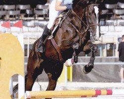 Springpferd Queen des Baumes CH (Schweizer Warmblut, 2009, von Landjuweel St Hubert)