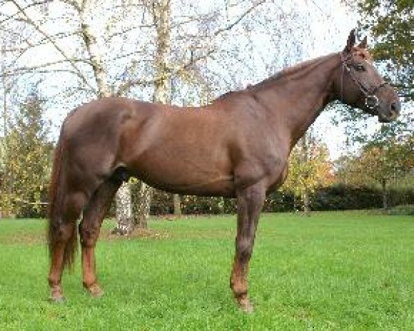 stallion Lucky Lord Ar Park (Selle Français, 1999, from Rosire)